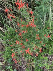 Anisacanthus