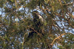 Colobus angolensis