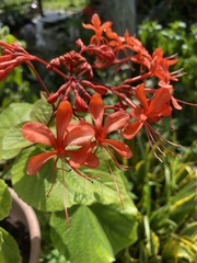 Clerodendrum speciosissimum