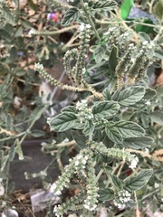 Heliotropium europaeum