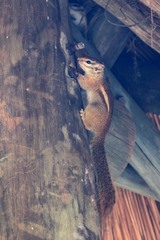 Paraxerus flavovittis