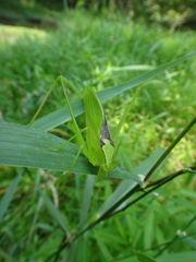 Amblycorypha oblongifolia