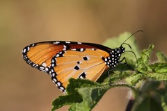 Danaus chrysippus dorippus