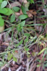 Archibaccharis serratifolia