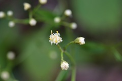 Archibaccharis serratifolia