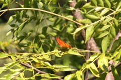 Charaxes