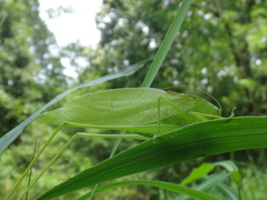 Amblycorypha oblongifolia