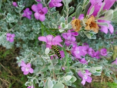 Placosternus difficilis