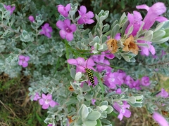 Placosternus difficilis