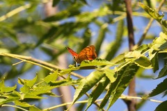 Charaxes