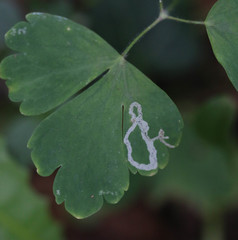 Phytomyza minuscula group