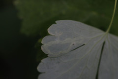 Phytomyza minuscula group