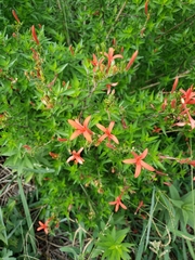 Anisacanthus