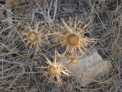 Carlina lanata