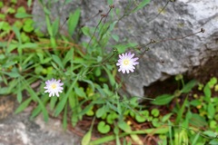 Pinaropappus spathulatus