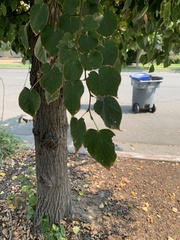 Tilia americana americana