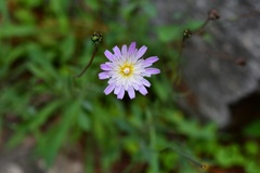 Pinaropappus spathulatus