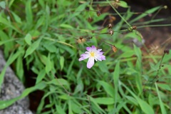 Pinaropappus spathulatus