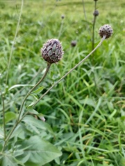 Centaurea scabiosa