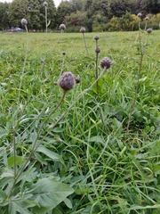 Centaurea scabiosa