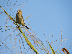 Sporophila caerulescens