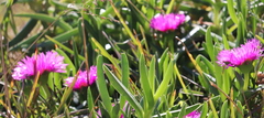 Carpobrotus deliciosus