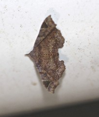 Esthlodora variabilis