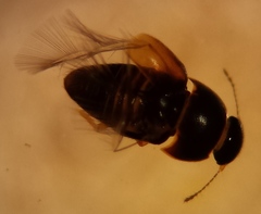 Ptiliidae