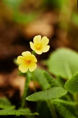 Primula elatior