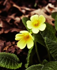 Primula elatior