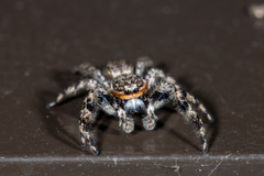 Platycryptus undatus