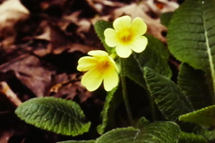 Primula elatior