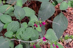 Salvia chiapensis