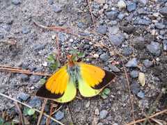 Colias dimera