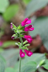 Salvia chiapensis