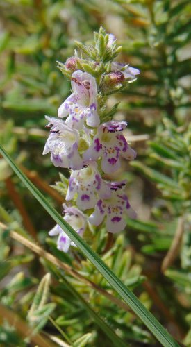 Image of Satureja cuneifolia by no rights reserved