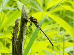 Cordulegaster obliqua