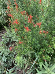 Anisacanthus