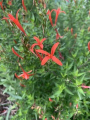 Anisacanthus