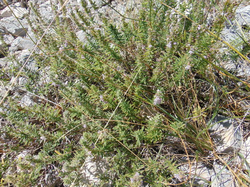 Image of Satureja cuneifolia by no rights reserved