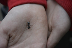 Camponotus vagus