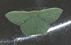 Prasinocyma iosticta