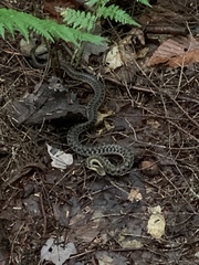 Thamnophis sirtalis