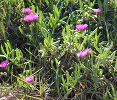 Carpobrotus deliciosus