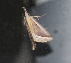 Hypena conscitalis
