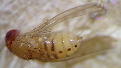 Drosophila tripunctata