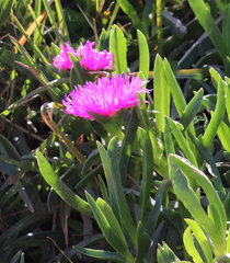 Carpobrotus deliciosus