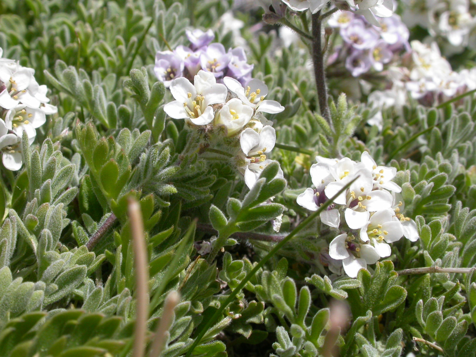 Smelowskia americana