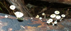 Mycena interrupta