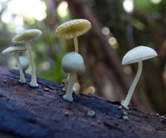 Mycena interrupta